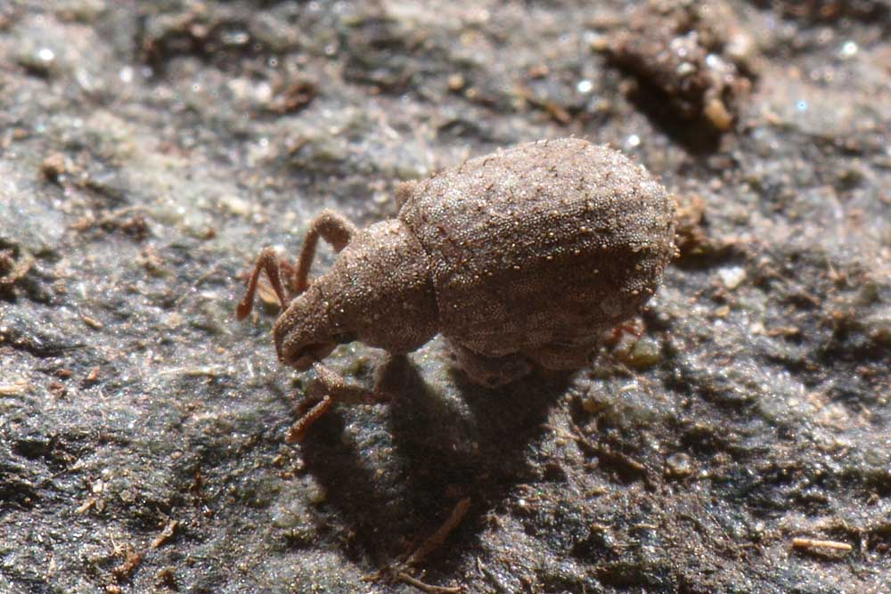 Curculionidae: Romualdius angustisetulus